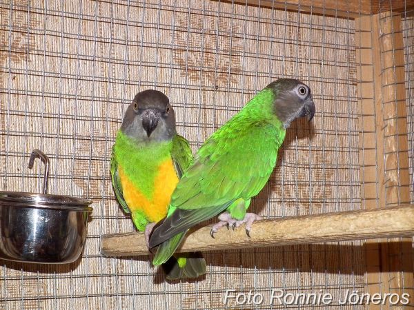 Morhuvad papegoja hona med en 1,5 års unge
